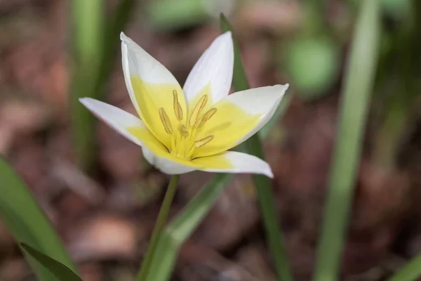 A tulipa selvagem Tulipa tarda — Fotografia de Stock