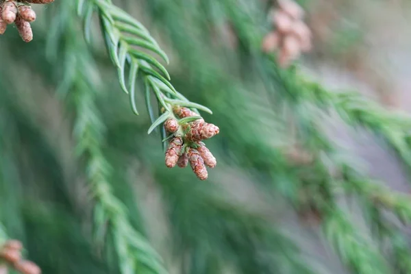 Ramos de um cedro vermelho japonês (Cryptomeria japonica ) — Fotografia de Stock