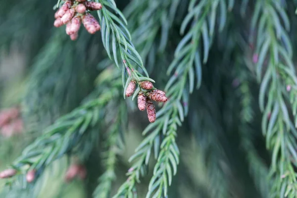 Zweige einer japanischen Zeder (Cryptomeria japonica)) — Stockfoto