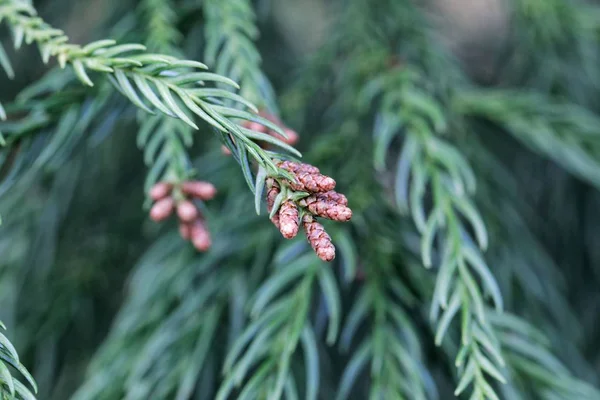 Bir Japon kırmızı-sedir Dalları (Cryptomeria japonica) — Stok fotoğraf