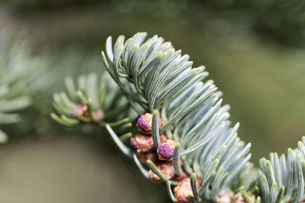 Az ágak a nemes fenyő (Abies Procera) tavasszal — Stock Fotó