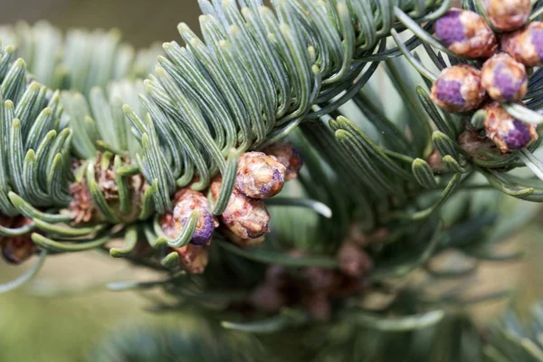 Branches of a noble fir (Abies procera) in spring — Stock Photo, Image