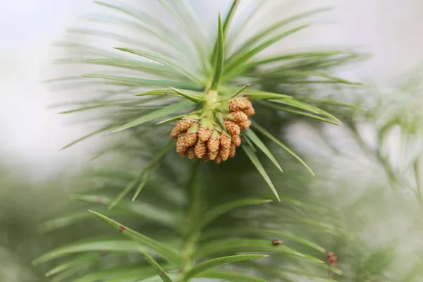 Nadeln einer Porzellantanne (cunninghamia lanceolata)) — Stockfoto