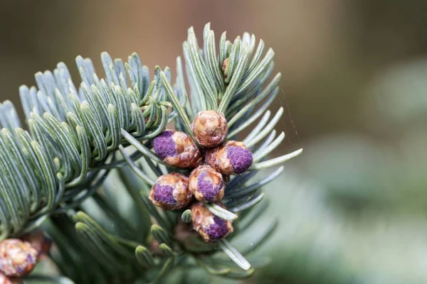 봄에는 고귀한 전나무(아비프로세라)의 봄새 가지에 있는 고귀한 전나무(Abies procera)의 가지. — 스톡 사진