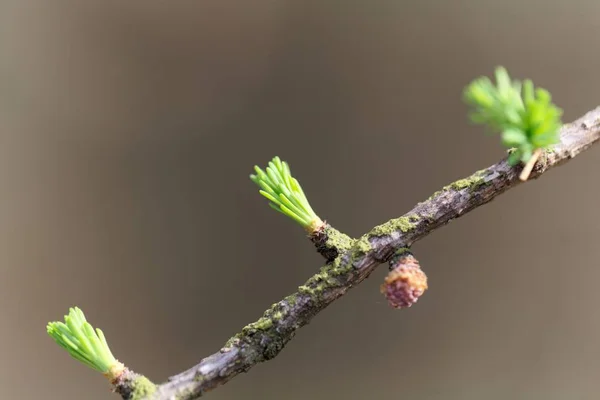 Bir tamarack genç iğneler (Larix laricina) — Stok fotoğraf