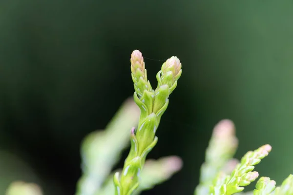 Brote joven de un árbol de hiba (Thujopsis dolabrata ) — Foto de Stock