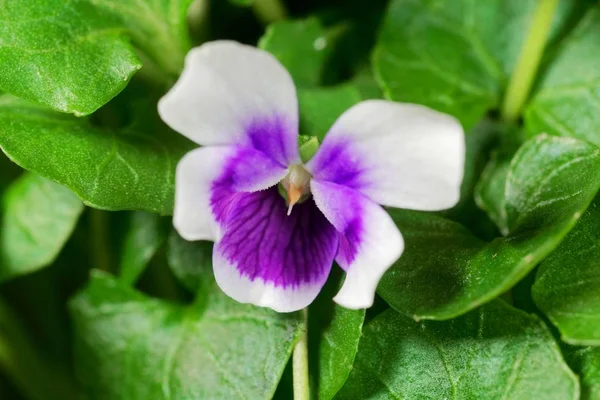La violeta Viola hederacea de Australia . — Foto de Stock