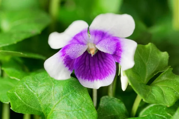 A violeta Viola hederacea da Austrália . — Fotografia de Stock