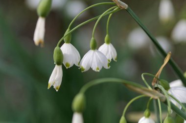 Yaz kar tanesi (Leucojum aestivum)