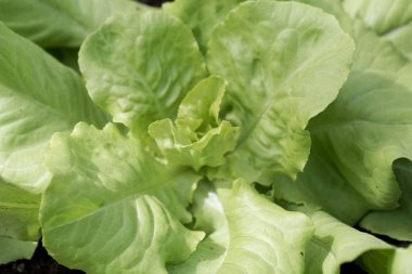 Bir bahçe yatağında marul.