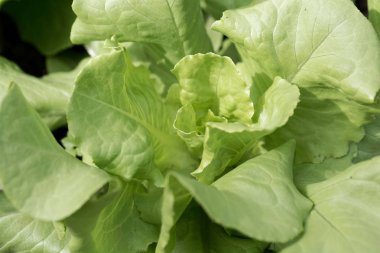 Bir bahçe yatağında marul.