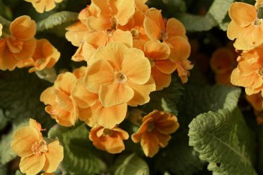 Sarı ortak çuha çiçeği (Primula vulgaris)