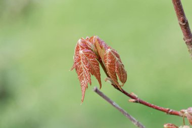 Kırmızı akçaağaç yaprakları (Acer rubrum)