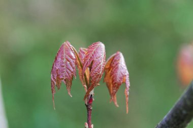 Kırmızı akçaağaç yaprakları (Acer rubrum)