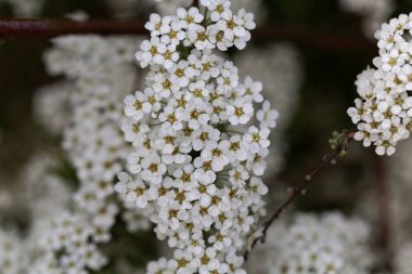 Bir spiraea çalı çiçekleri