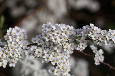 Bir spiraea çalı çiçekleri