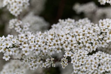 Bir spiraea çalı çiçekleri