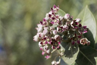 Bir Sodom elma çalı çiçekleri (Calotropis procera)
