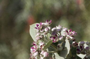 Bir Sodom elma çalı çiçekleri (Calotropis procera)