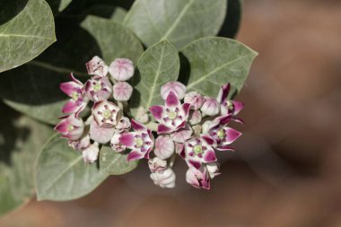 Bir Sodom elma çalı çiçekleri (Calotropis procera)