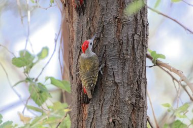 Afrika griağaçkan (Dendropicos goertae)