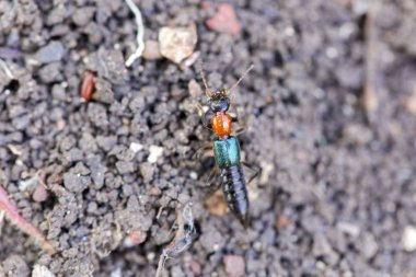 Staphylinidae böcek (belki Paederidus sp.) bir toprak arka plan üzerinde