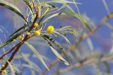Altın bir gırtla ağacının çiçekleri (Akasya pycnantha)
