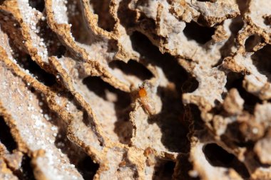 Yuvanın tünellerinde termit yetiştiren mantarlar. 