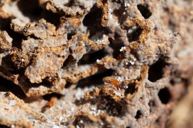 Yuvanın tünellerinde termit yetiştiren mantarlar.