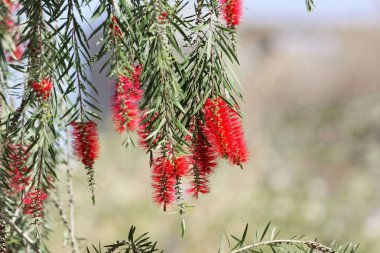 Limon şişe fırçası (Melaleuca sitrin)