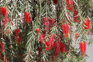 Limon şişe fırçası (Melaleuca sitrin)