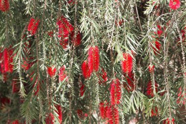 Limon şişe fırçası (Melaleuca sitrin)