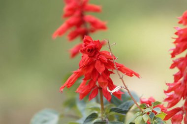 Tropikal adaçayı (Salvia splendens)