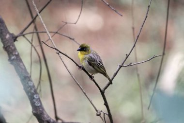 Kuzey maskeli dokumacı kuş (Ploceus taeniopterus)