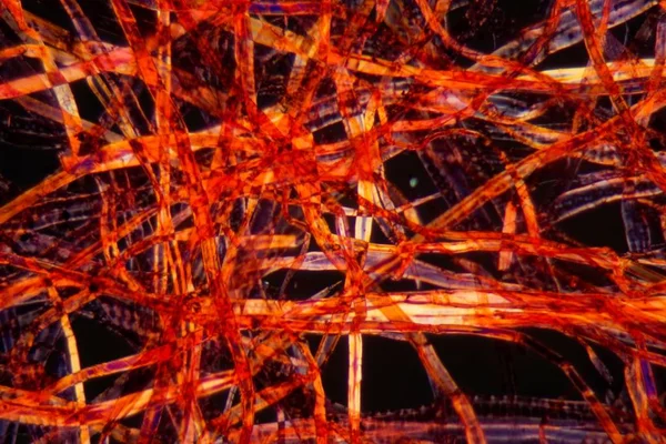 Red plastic fibers under the microscope