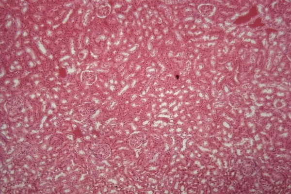 Epitelio cuboidale di un topo al microscopio . — Foto Stock