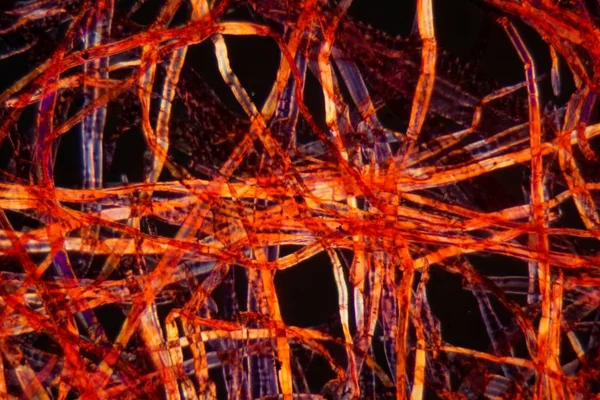 Red plastic fibers under the microscope