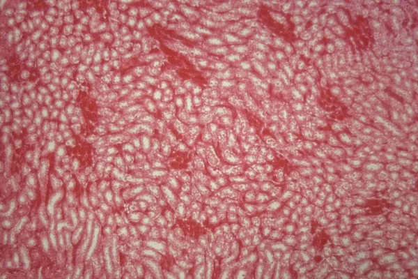 Кубоидальный эпителий мыши под микроскопом . — стоковое фото