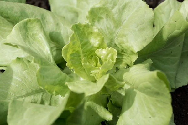 Bir bahçe yatağında marul.