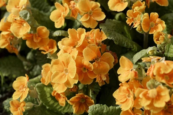 Sarı ortak çuha çiçeği (Primula vulgaris)