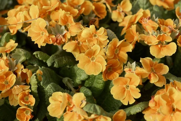 Sarı ortak çuha çiçeği (Primula vulgaris)