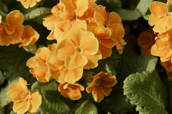 Sarı ortak çuha çiçeği (Primula vulgaris)