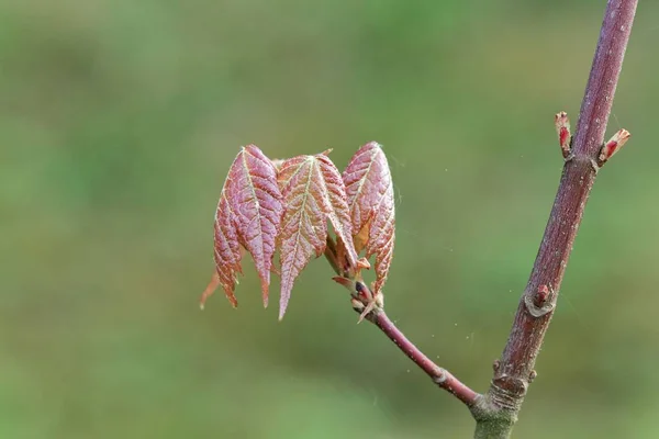 Hojas de un arce rojo (Acer rubrum ) — Foto de Stock