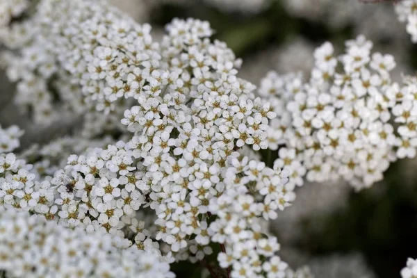 Bir spiraea çalı çiçekleri