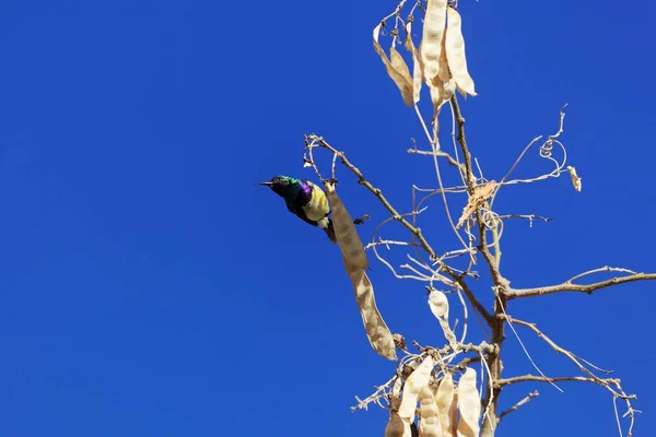 Girasol variable (Cinnyris venustus) en un árbol —  Fotos de Stock