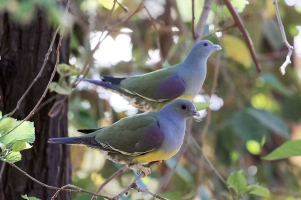 Un par de palomas verdes de Bruce (Treron waalia) en un árbol . —  Fotos de Stock