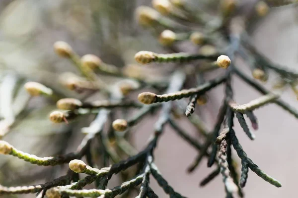 Cones masculinos de um Cupressus lusitanica — Fotografia de Stock