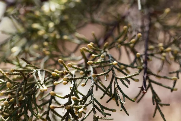 Männliche Zapfen einer Cupressus lusitanica — Stockfoto