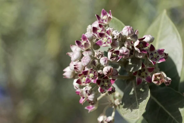 Bir Sodom elma çalı çiçekleri (Calotropis procera)