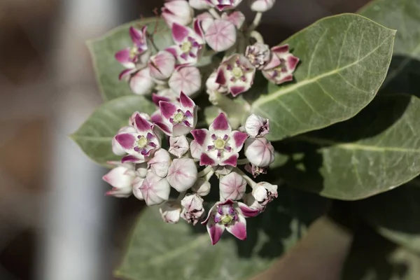 Bir Sodom elma çalı çiçekleri (Calotropis procera)
